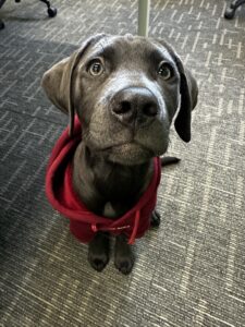 Piper the Construction Office Puppy